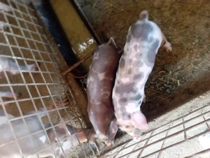 porci de carne petran belgian 