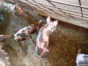 porci de carne petran belgian  - imagine 2 porci de carne petran belgian  - imagine 2