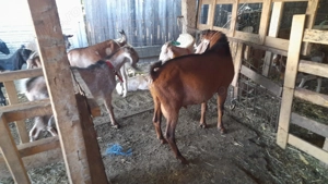 Țap anglo nubian șut