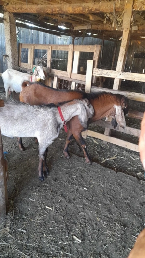 Țap anglo nubian șut - imagine 3 Țap anglo nubian șut - imagine 3