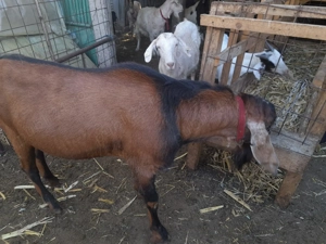 Țap anglo nubian șut - imagine 2 Țap anglo nubian șut - imagine 2