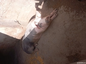 porci de carne petran belgian  - imagine 3 porci de carne petran belgian  - imagine 3