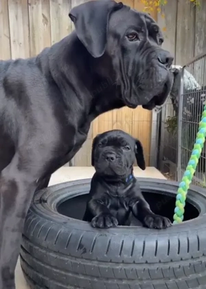 Cane Corso Italiano - Pui Masivi, Vaccinați, Socializati