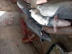 porci de carne petran belgian  - imagine 4 porci de carne petran belgian  - imagine 4