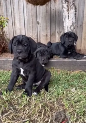 Pui Cane Corso - Siguranță și Devotament într-un singur companion 