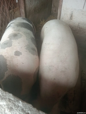 vand porci  - imagine 2 vand porci  - imagine 2