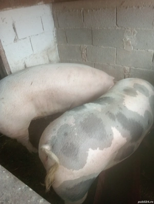 vand porci  - imagine 3 vand porci  - imagine 3