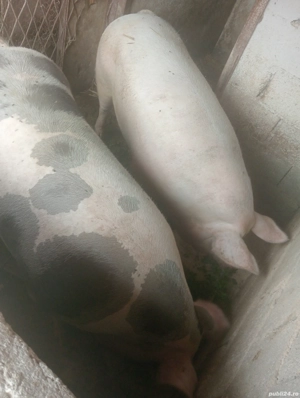 vand porci  - imagine 4 vand porci  - imagine 4