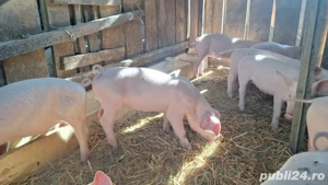 Purcei De vânzare - imagine 3 Purcei De vânzare - imagine 3