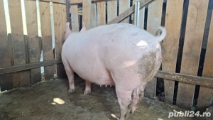 Porc De Vanzare - imagine 2