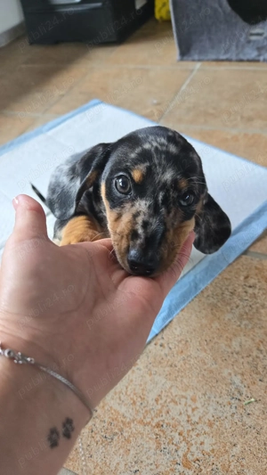 Vand teckel pitic arlechin rasa pura