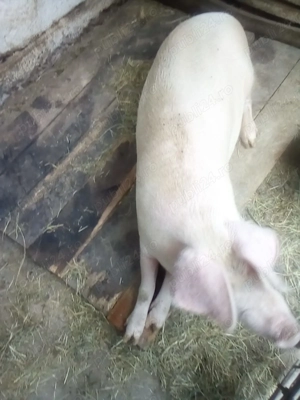 Porci de vanzare