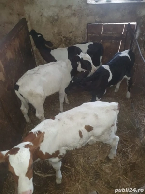 Angajez ingrijitori animale ferma  - imagine 2