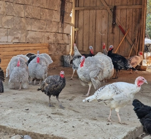 Curcani si Curci de vanzare