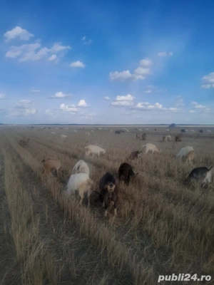 vând oi si capre - imagine 2