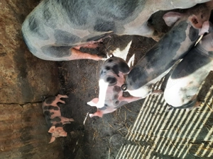 Vand scroafa si 7 purcei - imagine 2 Vand scroafa si 7 purcei - imagine 2