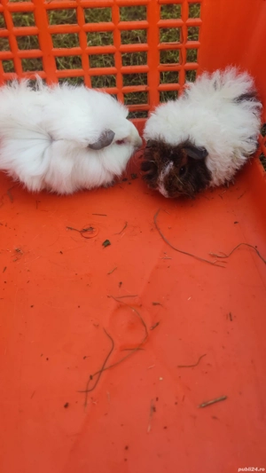 porcușori de guinea - imagine 2