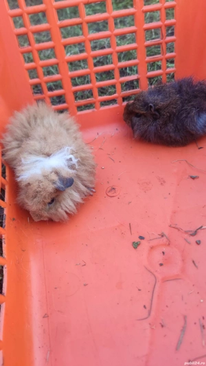 porcușori de guinea - imagine 3