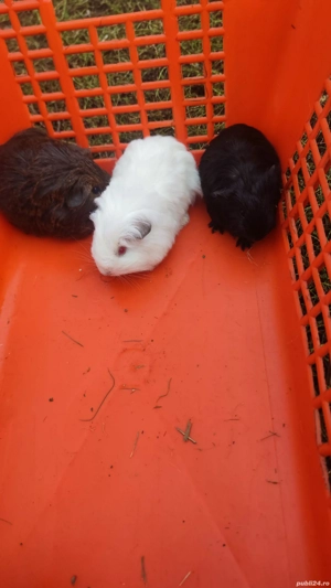 porcușori de guinea