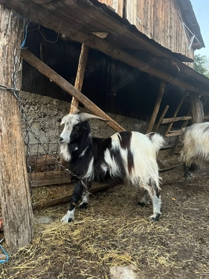 Vand tap francez alpin