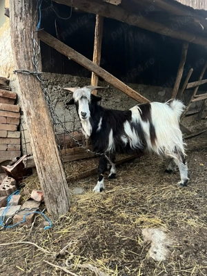 Vand tap francez alpin - imagine 2 Vand tap francez alpin - imagine 2