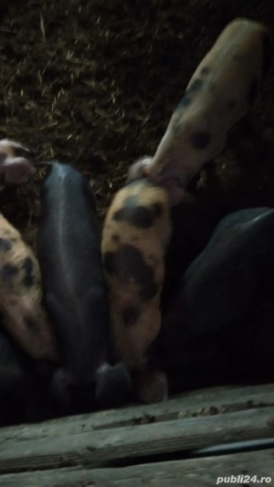 Vand porci       - imagine 2