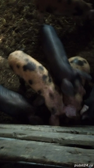 Vand porci       - imagine 3