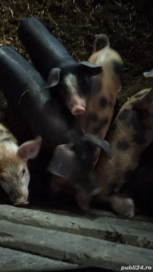 Vand porci       - imagine 5