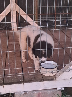 femela ciobanesc de bucovina - imagine 2 femela ciobanesc de bucovina - imagine 2