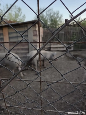 Porci pietrani belgiani rasa pura - imagine 2