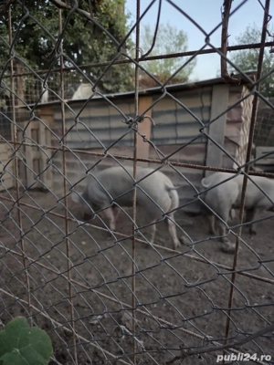 Porci pietrani belgiani rasa pura - imagine 4