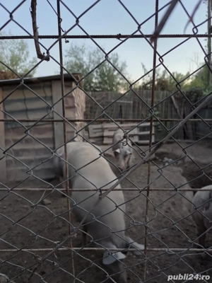 Porci pietrani belgiani rasa pura - imagine 3