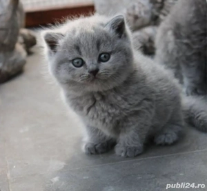 British Shorthair blue 
