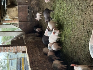 Purcei Marele alb si Basna - imagine 3