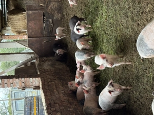 Purcei Marele alb si Basna - imagine 2