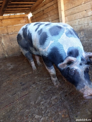 vand porci pentru craciun