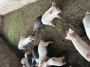 Purcei Marele alb si Basna - imagine 4