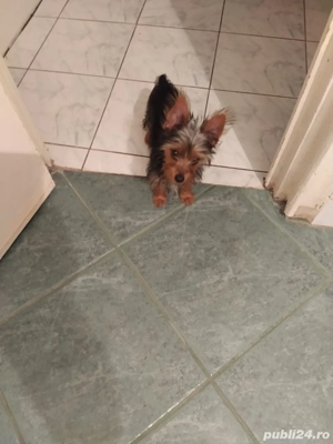 Câine Yorkshire  are 4 luni - imagine 4 Câine Yorkshire  are 4 luni - imagine 4