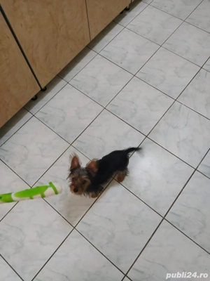 Câine Yorkshire  are 4 luni - imagine 3 Câine Yorkshire  are 4 luni - imagine 3