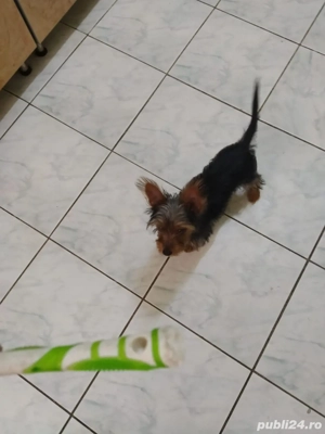 Câine Yorkshire  are 4 luni - imagine 2 Câine Yorkshire  are 4 luni - imagine 2