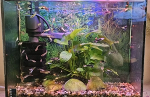 De vânzare pești Guppy  - imagine 3