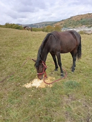 Vând sau schimb manza neagra cu vaca cu lapte sau porci 