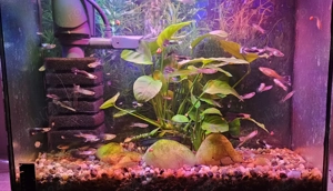 De vânzare pești Guppy  - imagine 2