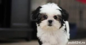 catelus shih tzu 