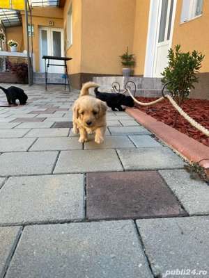 vând catelusi rasa caniche francez - imagine 4 vând catelusi rasa caniche francez - imagine 4