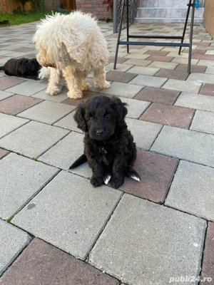 vând catelusi rasa caniche francez - imagine 2 vând catelusi rasa caniche francez - imagine 2