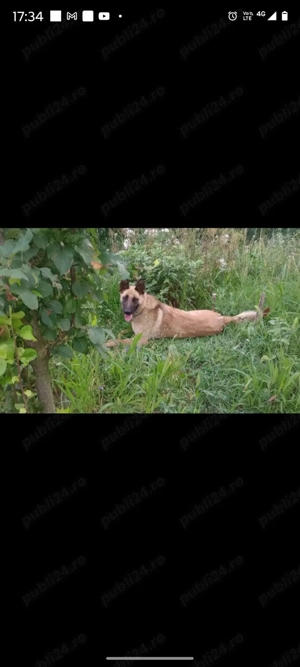 Catelusa pentru donatie