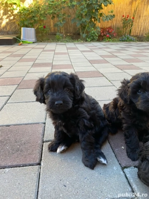 vând catelusi rasa caniche francez - imagine 3 vând catelusi rasa caniche francez - imagine 3