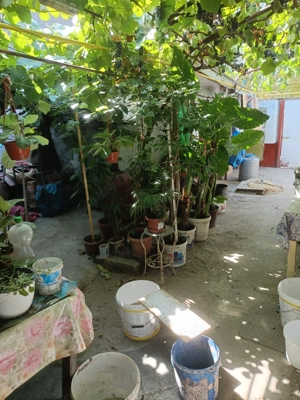 Vând casă zona Plantelor - imagine 4