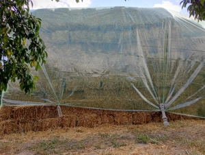 Baloți de paie de grau Glosa!  - imagine 3